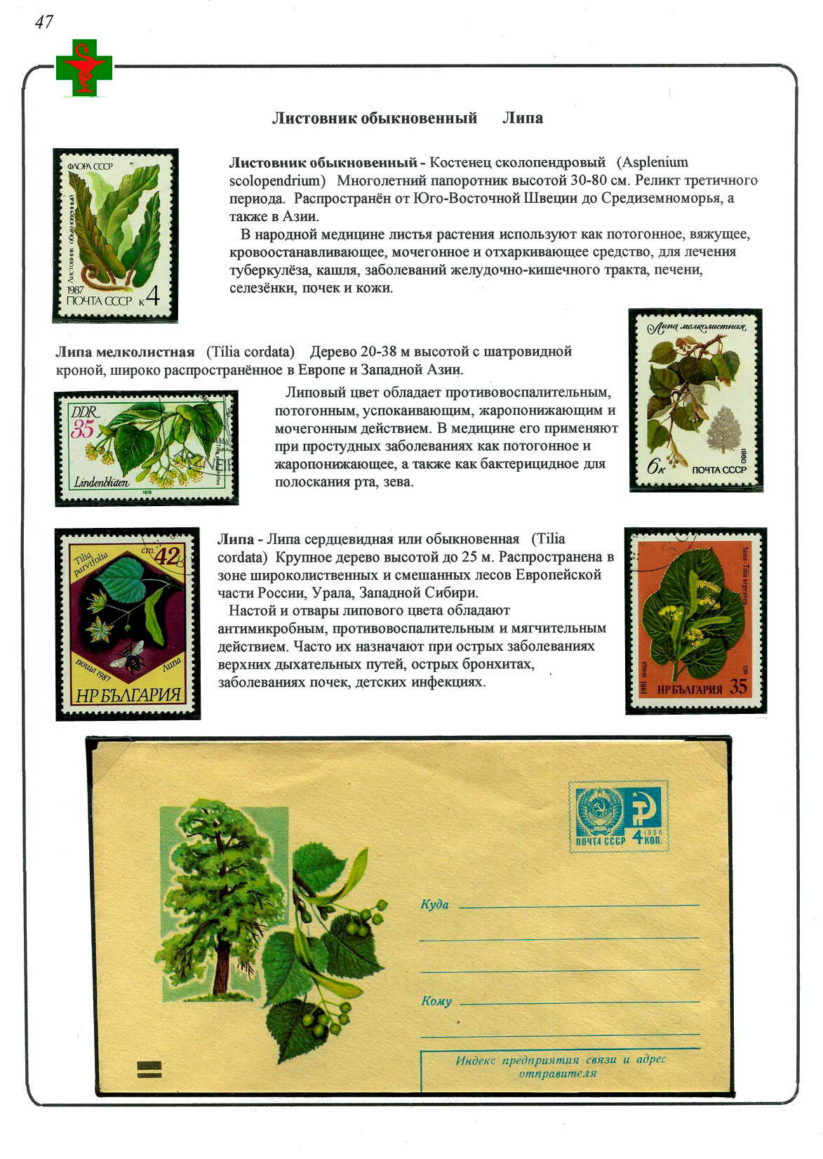 Лекарственные растения, Листовик, Липа 